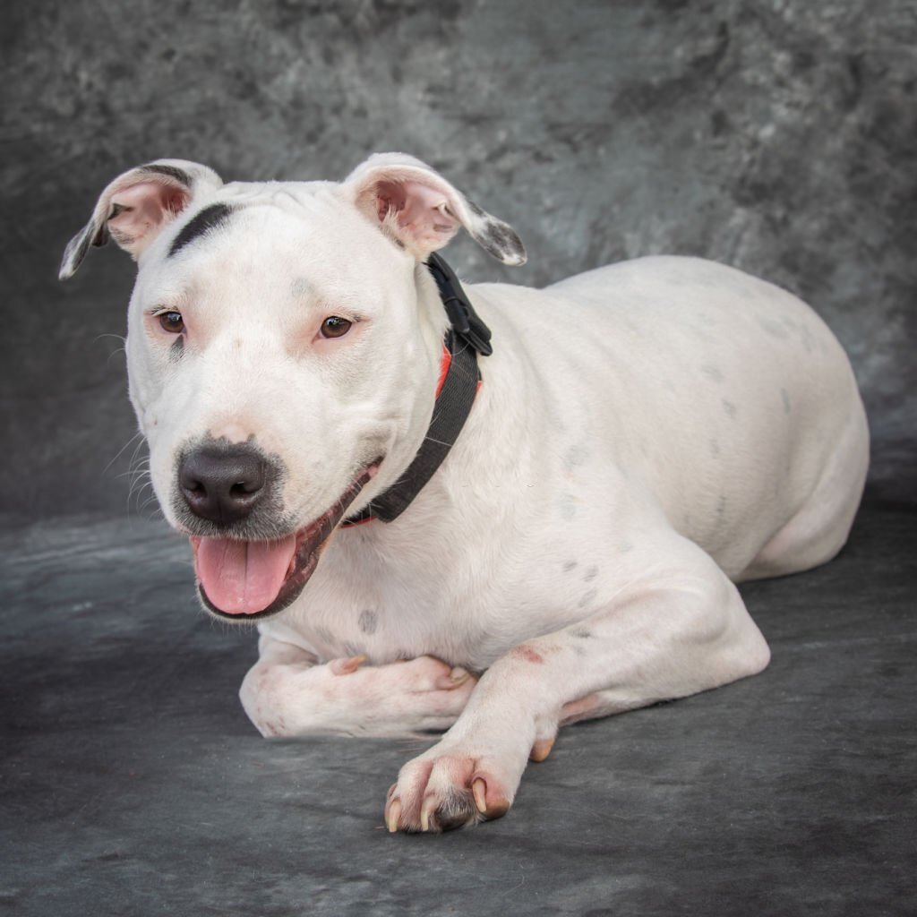 Dogo Argentino